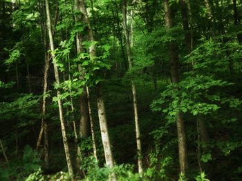 Trees in forest