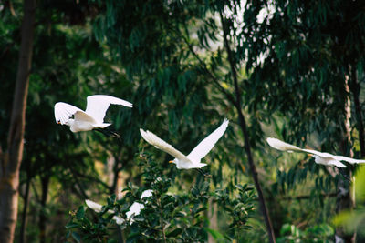 Close-up of white flowers blooming against trees