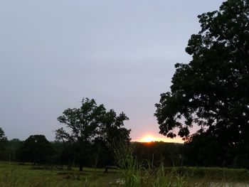 Trees on field against sky during sunset