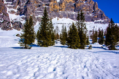 Snow covered pine trees on mountain