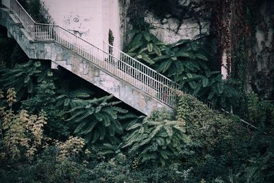 Old steps by plants outside house