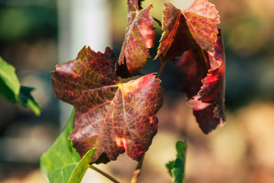 Close-up of leaf on plant during autumn