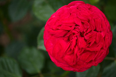 Close-up of red rose flower