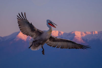 Bird flying against clear sky