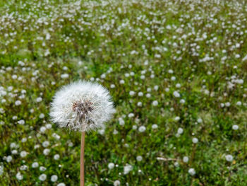 Close-up of white dandelion flower in field