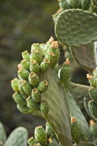 Close-up of plant