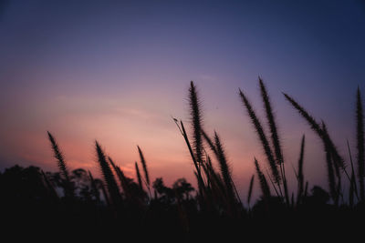 Low angle view of silhouette plants on field against sky during sunset