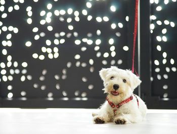 Portrait of miniature poodle sitting on floor