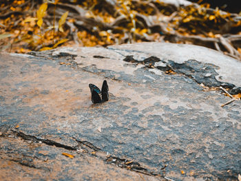 High angle view of insect on ground