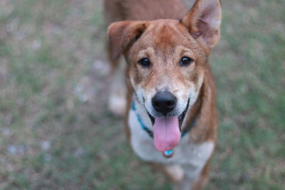 High angle portrait of dog on field