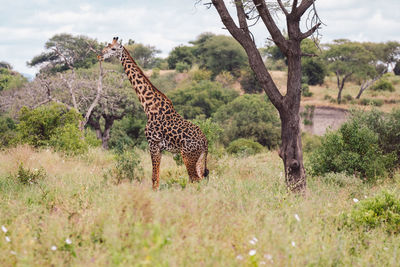 Giraffe walking on field