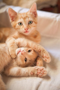 Close-up portrait of kittens lying on bed