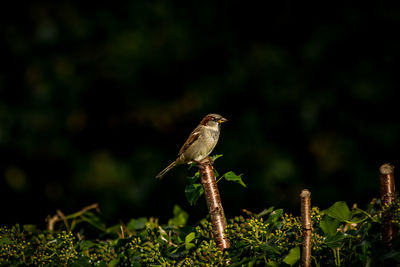 Close-up of bird perching on tree