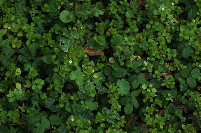 Full frame shot of plants growing on field