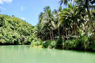 Scenic view of palm trees by lake against sky