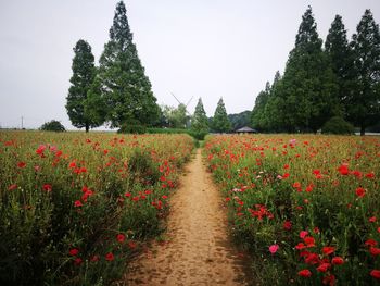 Scenic view of flowering plants on field against sky