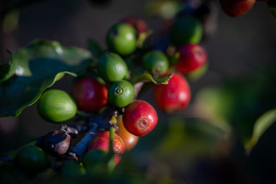 Close-up of berries growing on coffee plant 