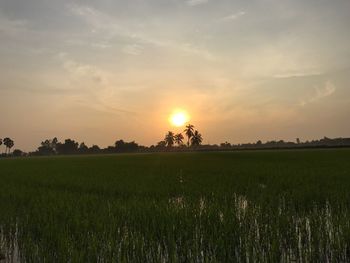 Scenic view of field against sky during sunset