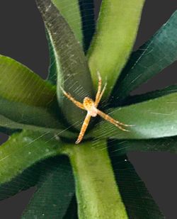 Close-up of insect on leaf