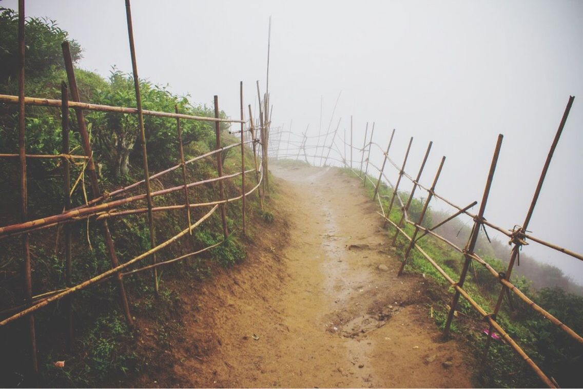 SCENIC VIEW OF GRASS IN FOGGY WEATHER