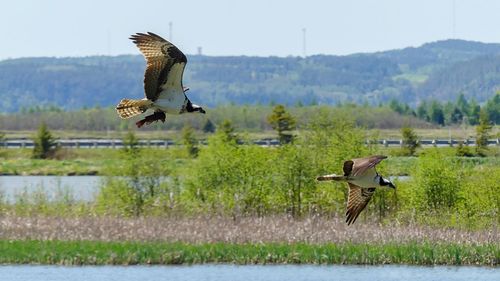 Birds flying over the lake