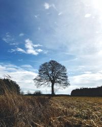 Bare trees on field against sky
