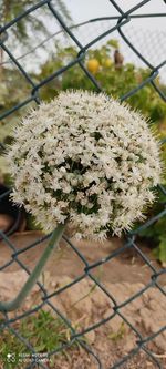 Close-up of flowering plant against fence