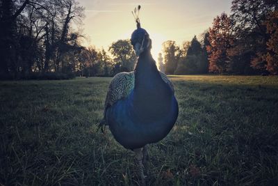 Close-up of peacock on grassy field during sunset