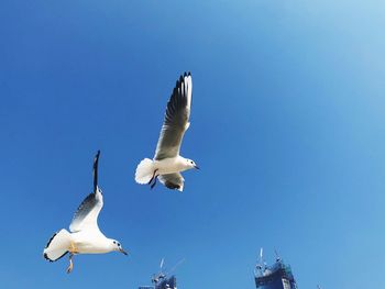 Low angle view of seagulls flying