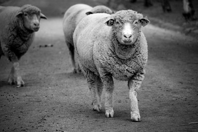 Portrait of goat on field