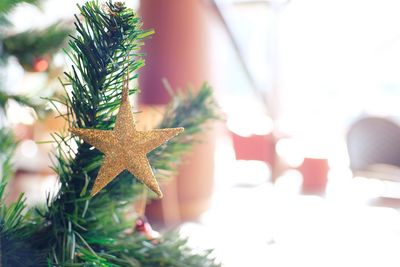 Close-up of christmas tree