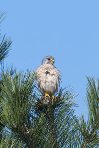 Low angle view of eagle perching on plant against sky