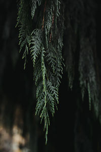 Close-up leaves of needle tree on dark background