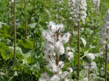 Close-up of white flowers on land