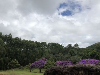 Purple flowering plants on land against sky