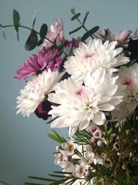 Close-up of pink flowers