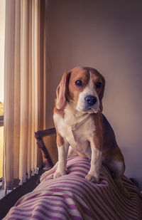 Portrait of dog sitting on bed at home