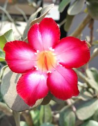 Close-up of red flower blooming outdoors