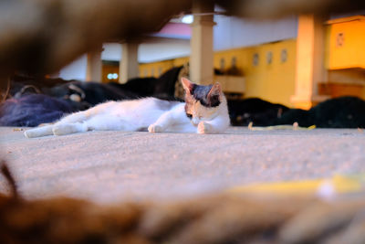 Portrait of cat lying down