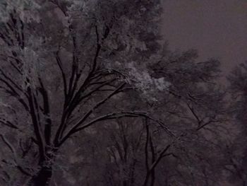 Low angle view of bare trees against sky at night