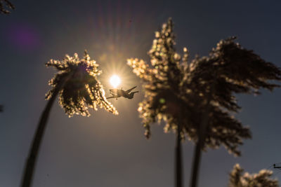 Low angle view of spider on tree against clear sky