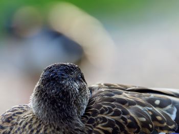 Close-up of a bird