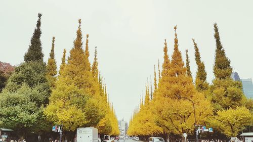 Low angle view of trees against sky