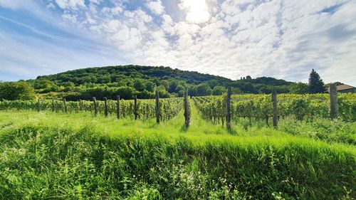 Scenic view of agricultural field against sky