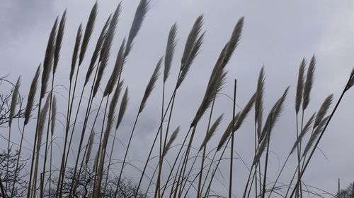 Plants growing against sky