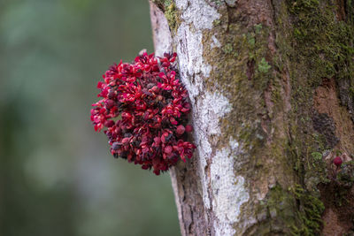 Close-up of pink flower on tree trunk