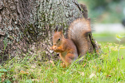 Squirrel on field