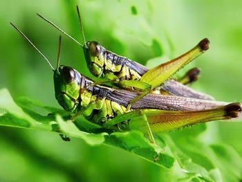 Close-up of caterpillar on leaf