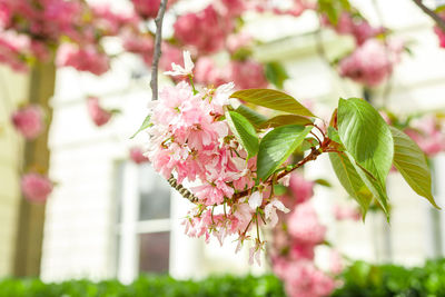 Close-up of pink cherry blossoms