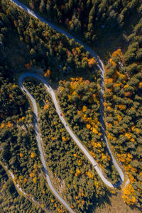 High angle view of road amidst trees during autumn